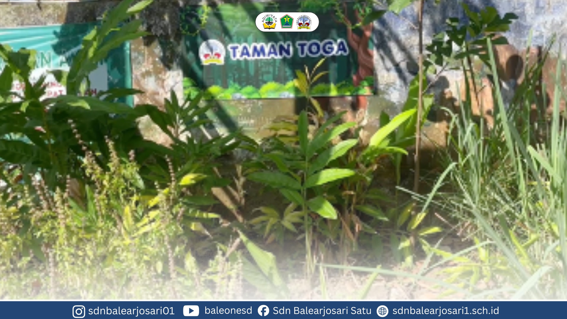 Perbaikan Taman TOGA di Kebun Sekolah untuk Mendukung Pembelajaran Berbasis Lingkungan